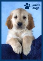 Guide Dog poster